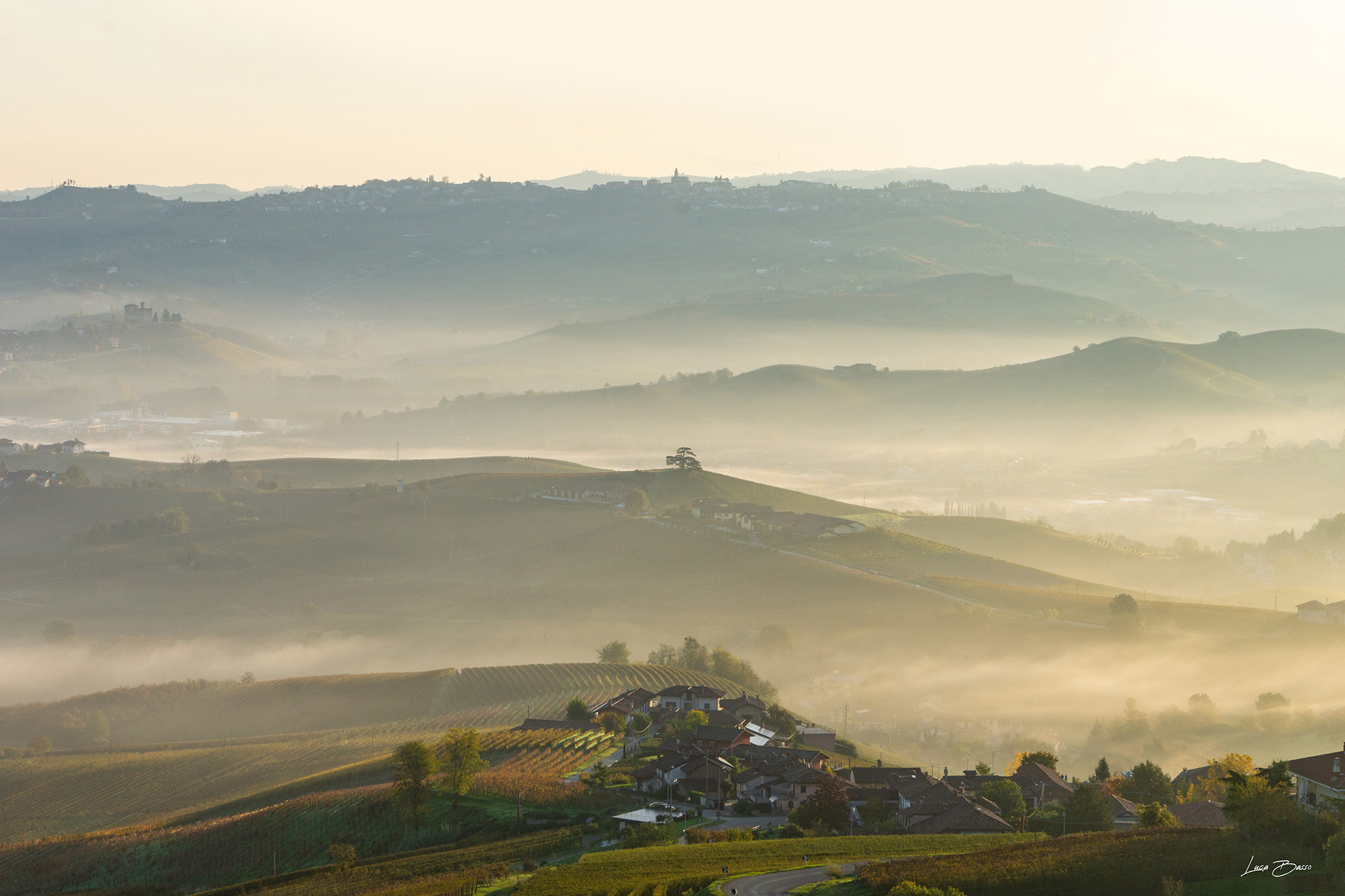 Basso Luca foto di Langhe Cedro del Libano